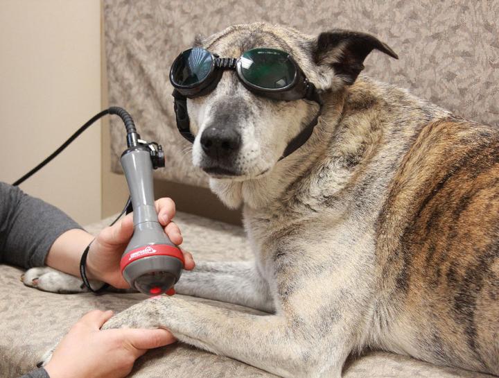 Cold therapy for clearance dogs