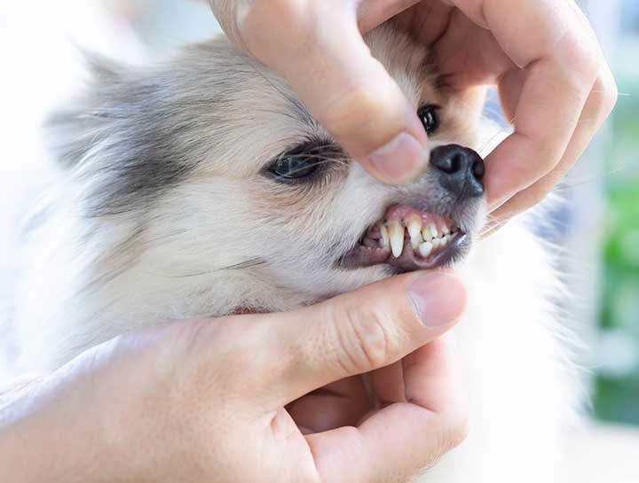 Pet Dentist Grass Valley