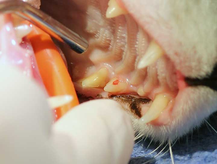 Feline Odontoclastic Resorptive Lesion