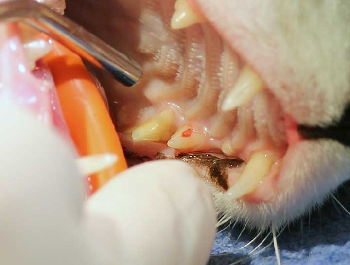 Feline tooth resorption treatment best sale