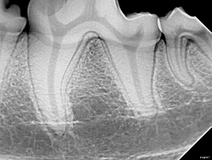 Dog & Cat Teeth xray