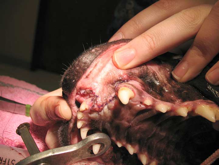 Dog & Cat Tooth Extractions