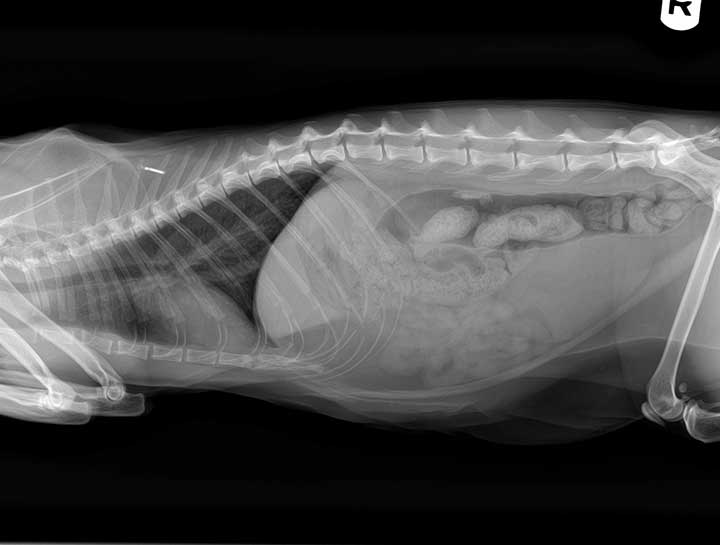 Pet Digital Radiology