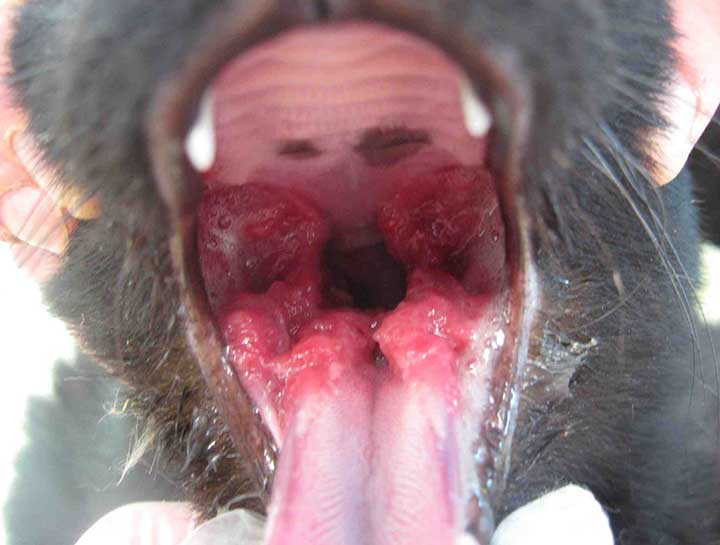 Oral Stomatitis  $city Veterinary Dentistry 